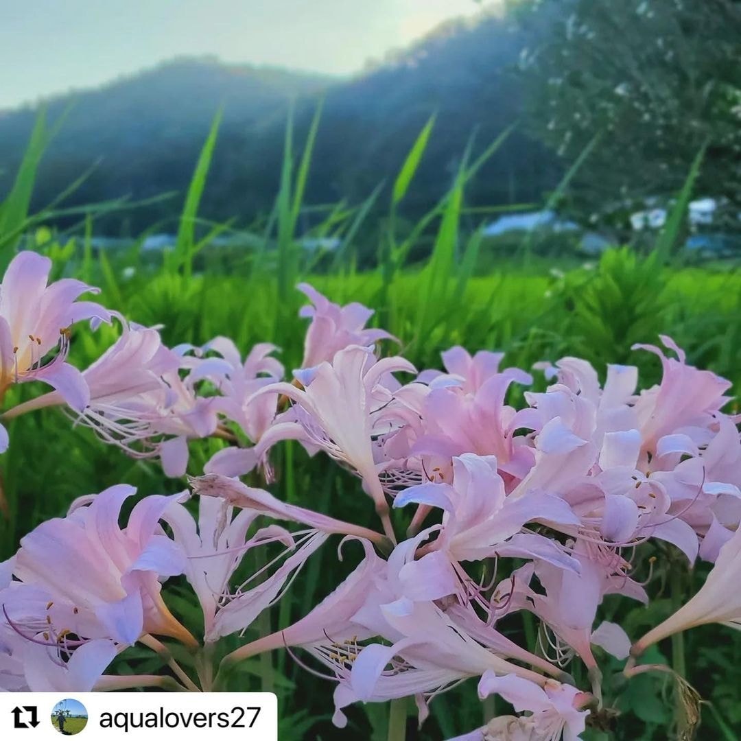 茨城・大子デパートフォトコンテスト 大子の夏休み 夏水仙