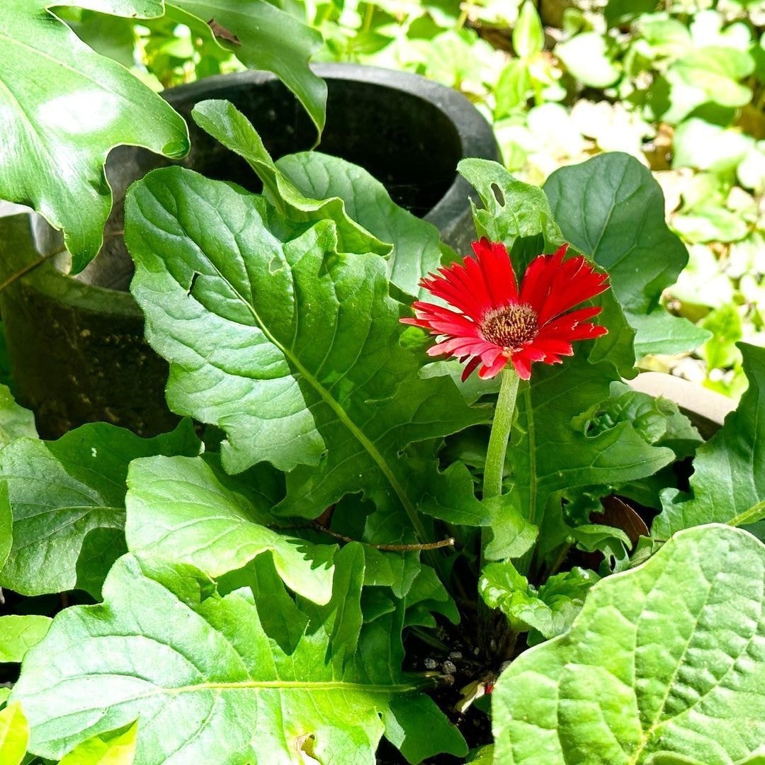 茨城・大子デパートフォトコンテスト 大子の夏休み ガーベラ