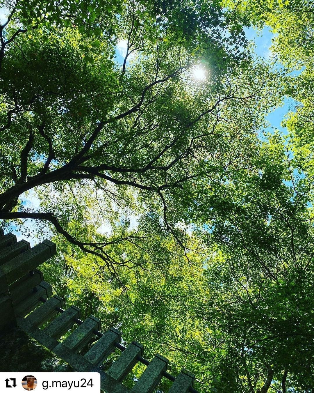 茨城・大子デパートフォトコンテスト 大子の夏休み もみじ寺