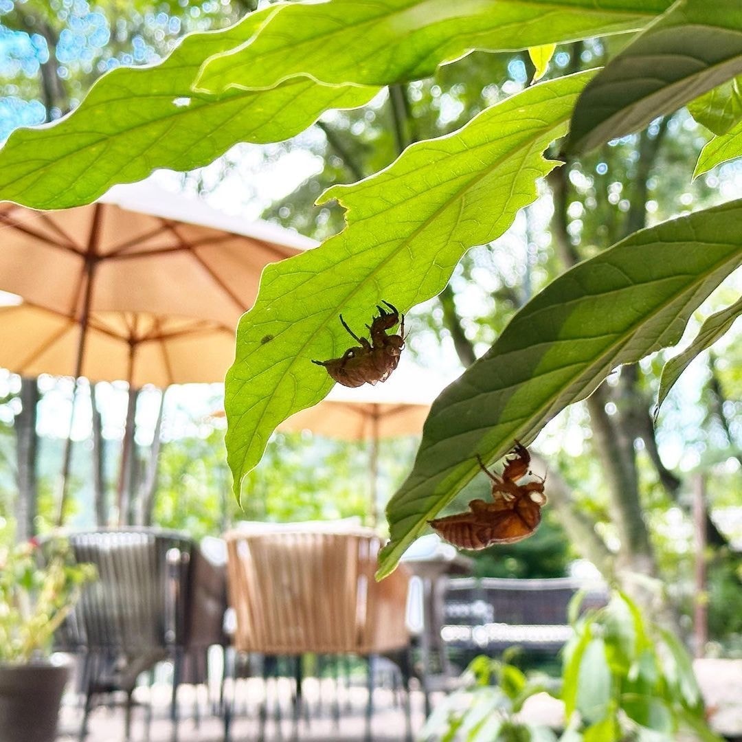 茨城・大子デパートフォトコンテスト 大子の夏休み セミ